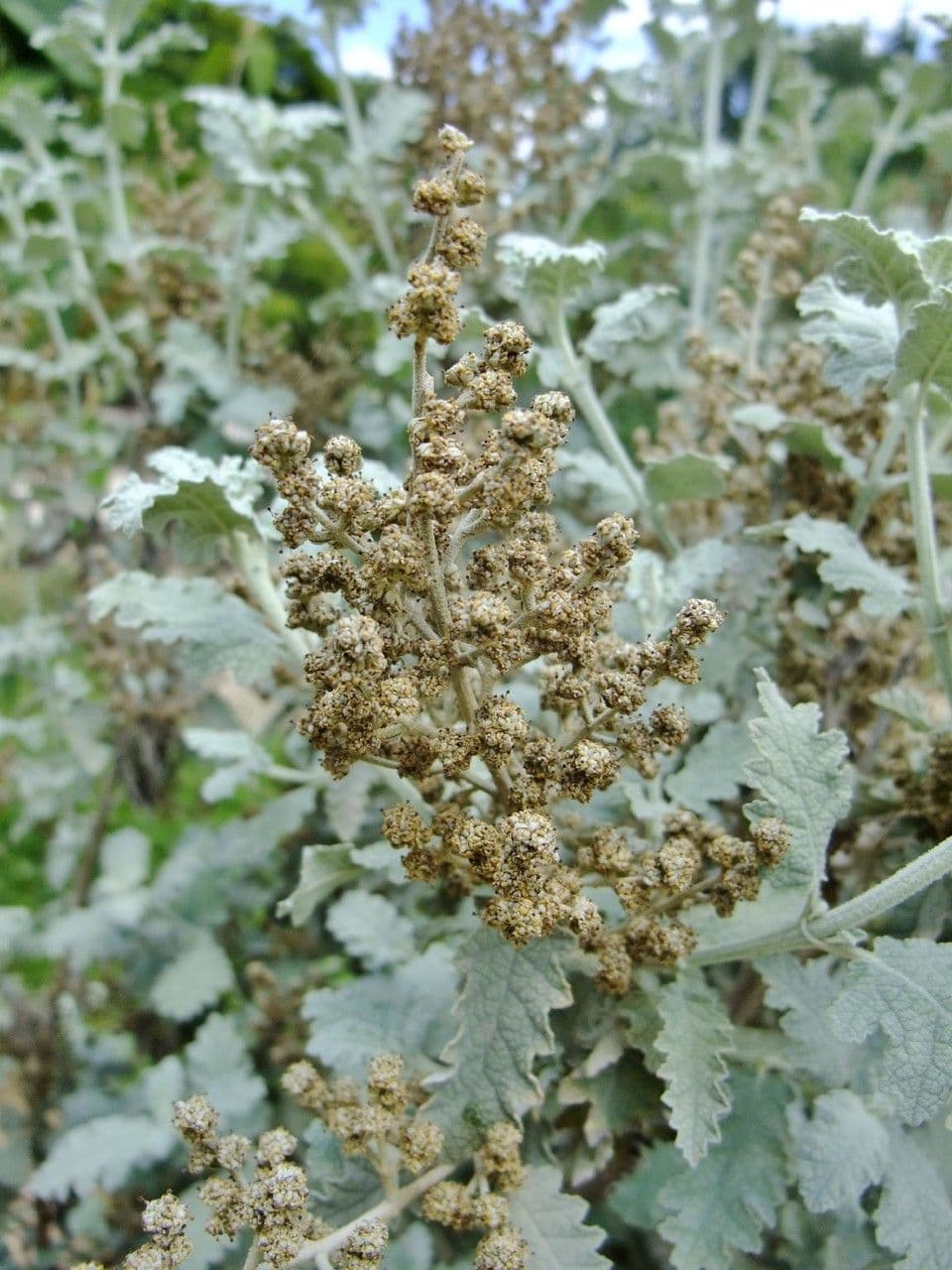 Buddleja 2