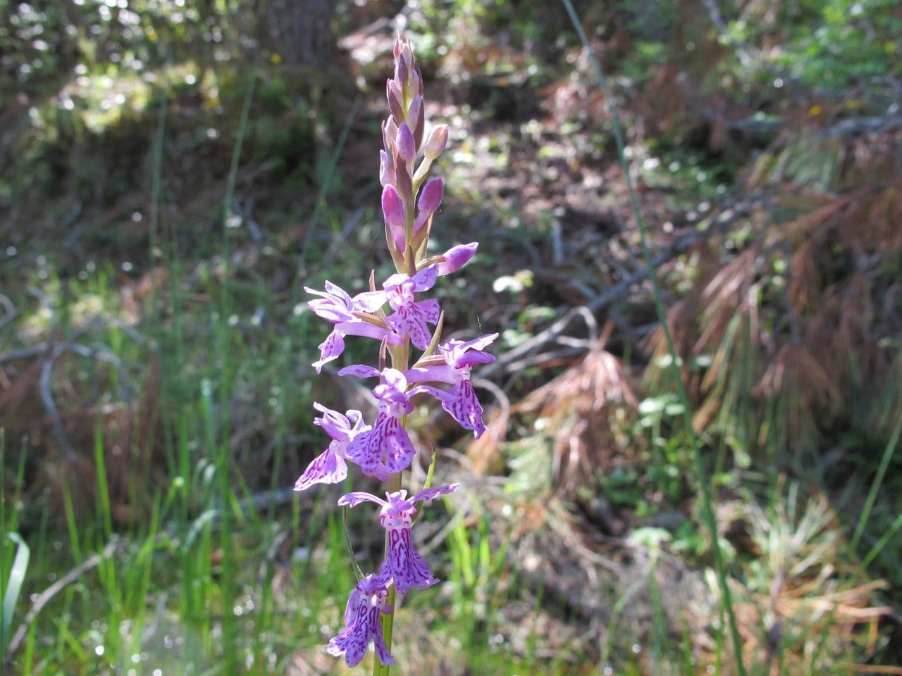 Orchide a labbro a cuneo 6
