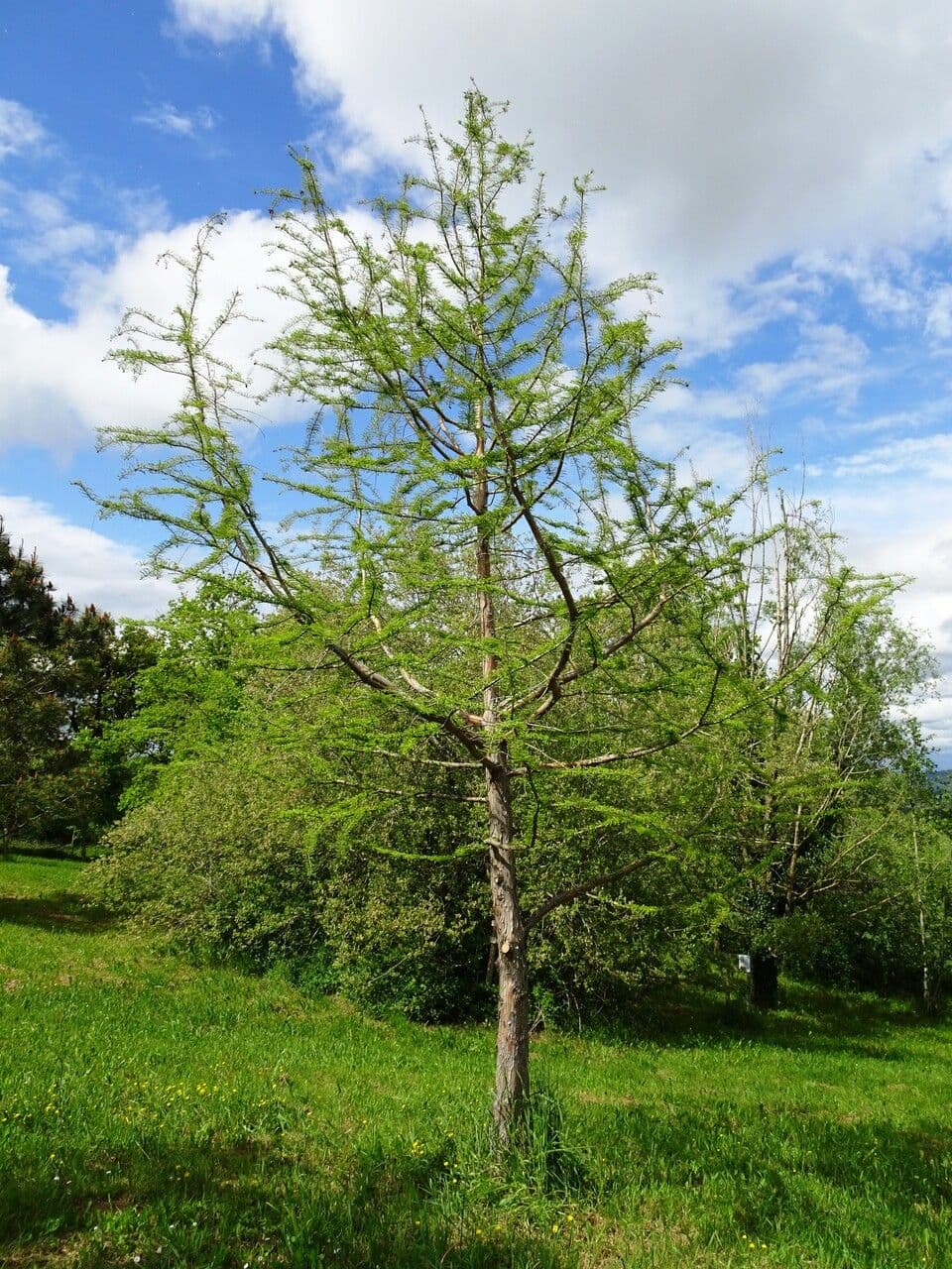 Cipresso calvo 14