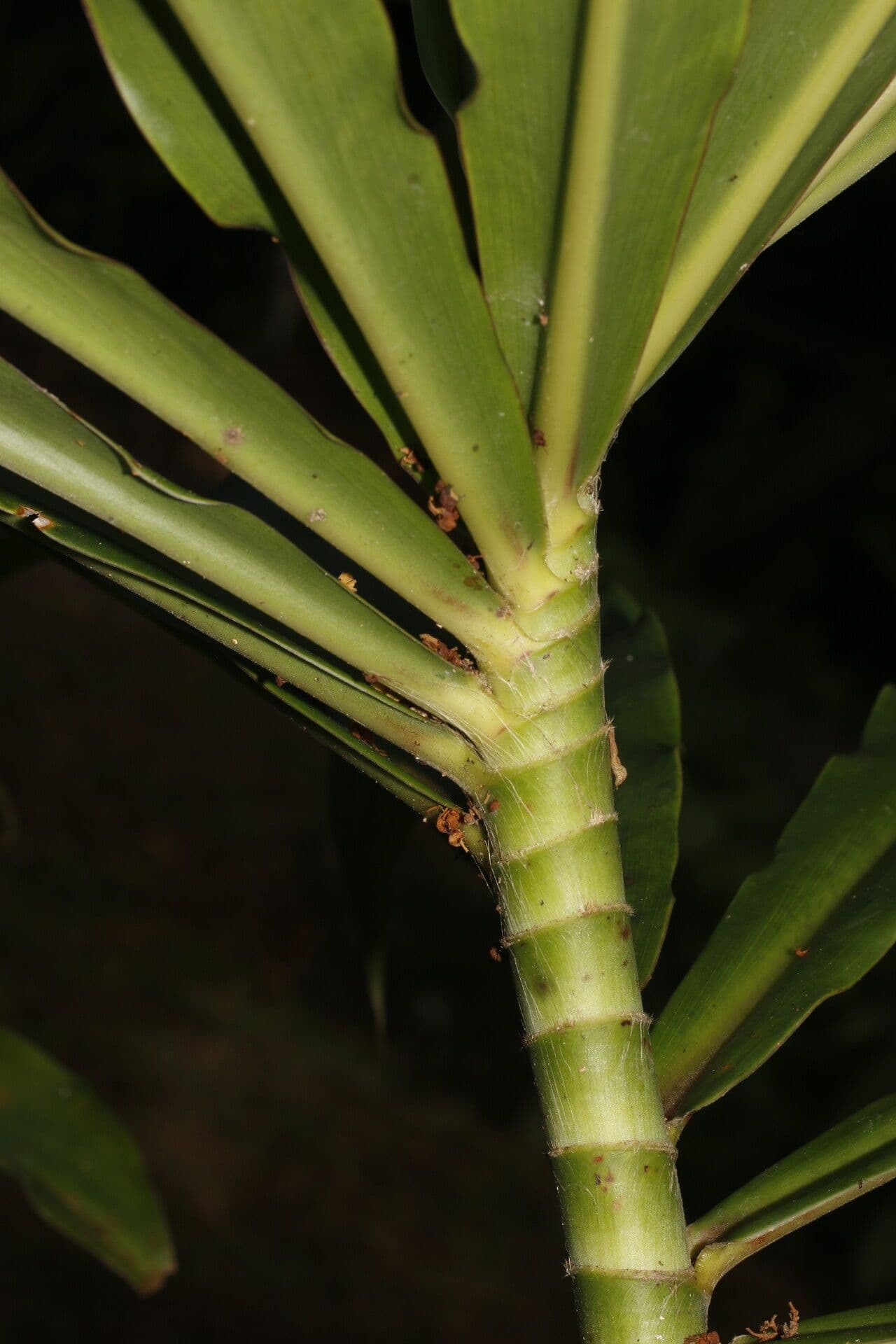 Dimerocostus 6