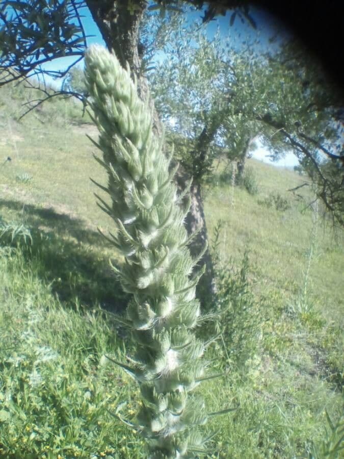 Echium 15