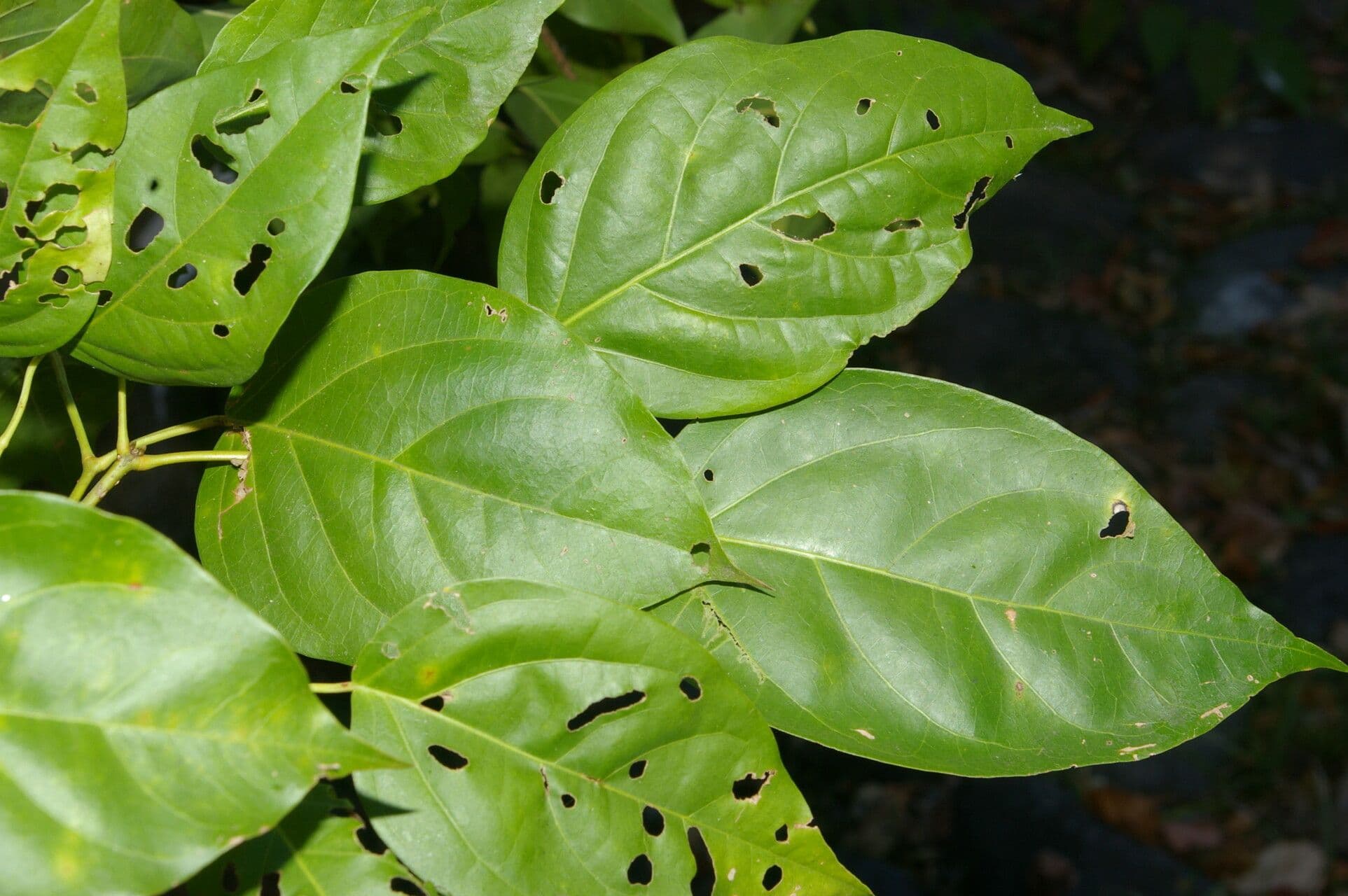 Dolichandra quadrivalve