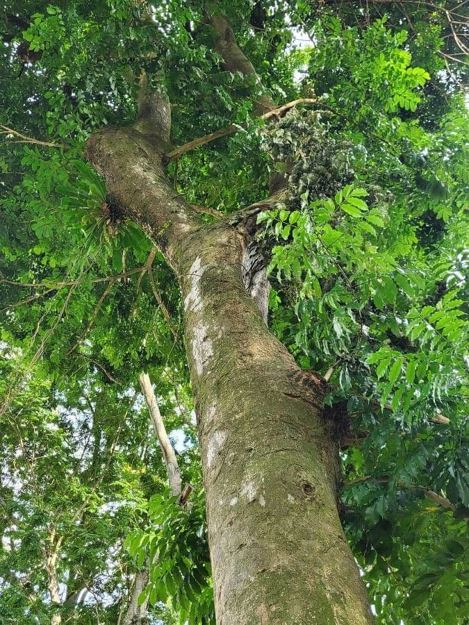 Andira inerme 9