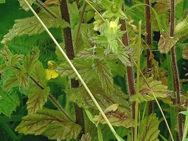 Speronella viscosa 20
