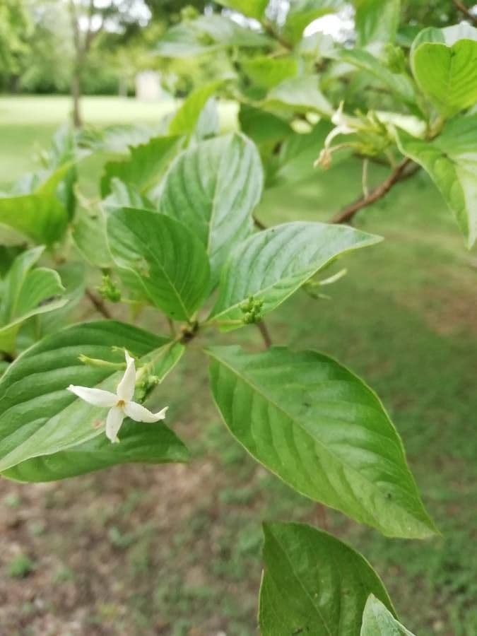 Chomelia spinosa 4
