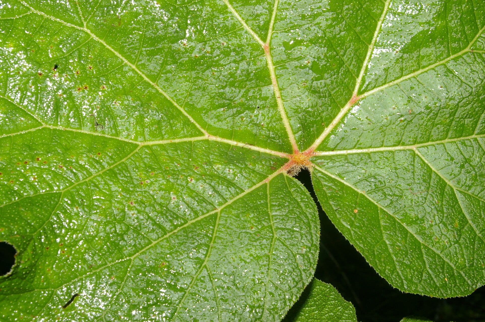 Begonia parviflora 5