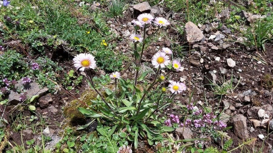 Erigeron alpino 8