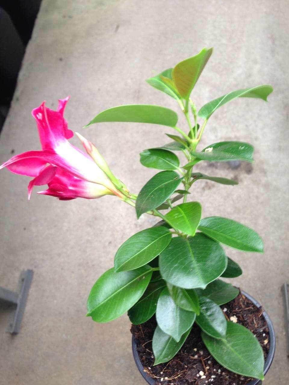 Mandevilla 13