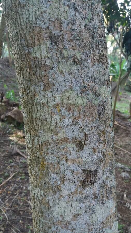 Acrocarpus 13