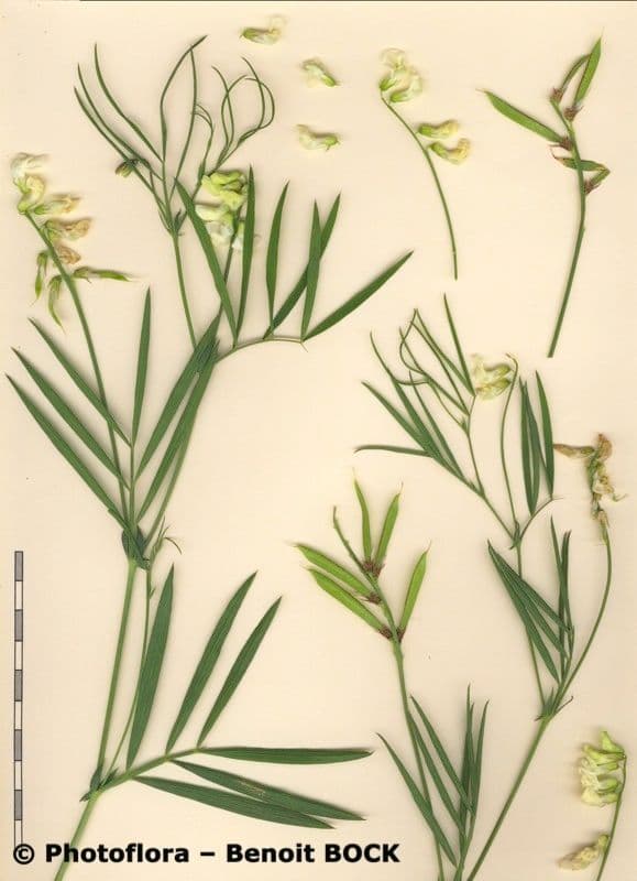 Lathyrus 23
