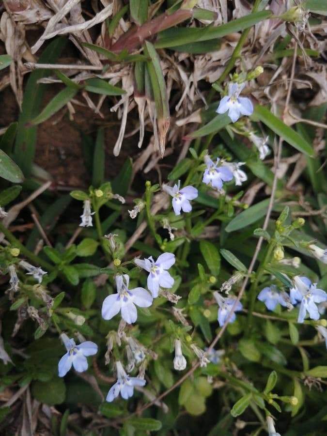 Lobelia strisciante 3