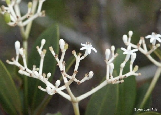 Psychotria