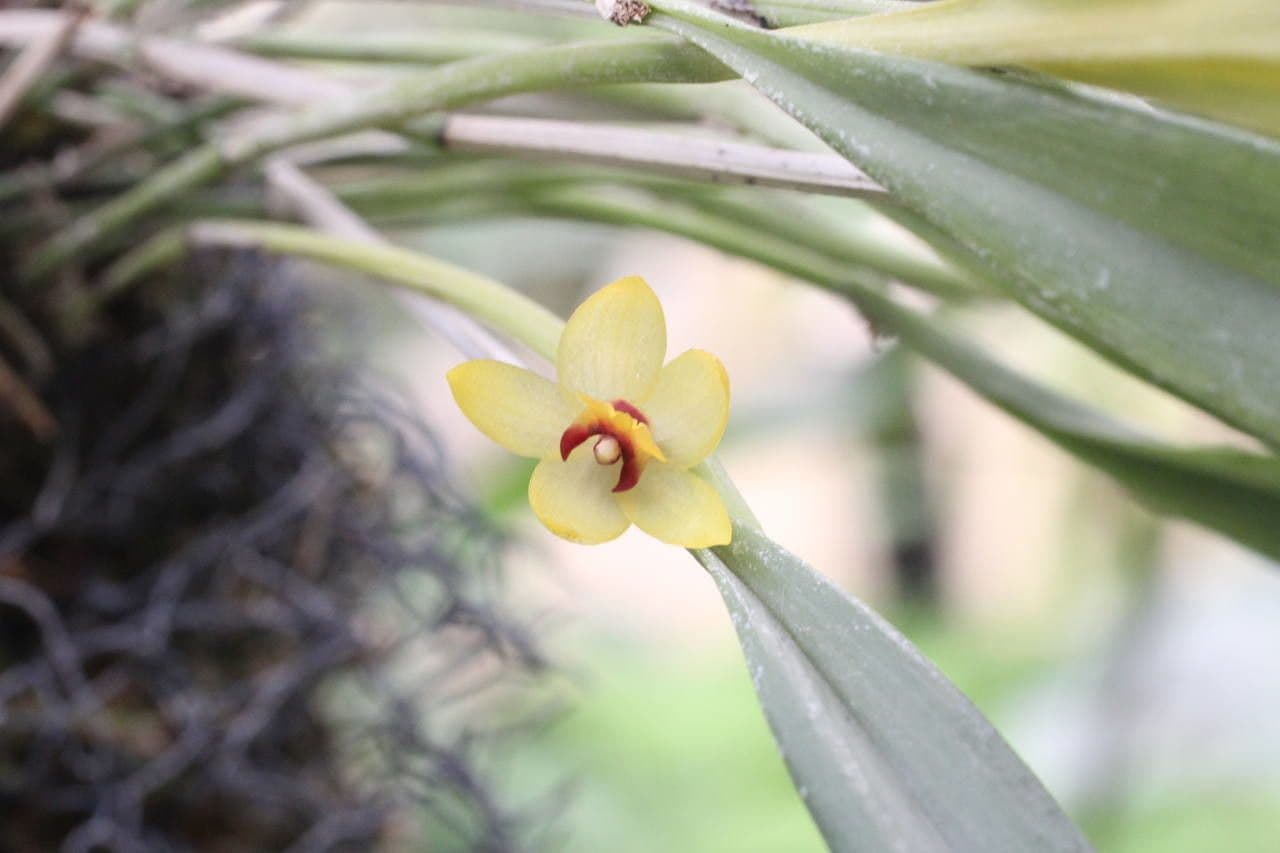 Octomeria 5