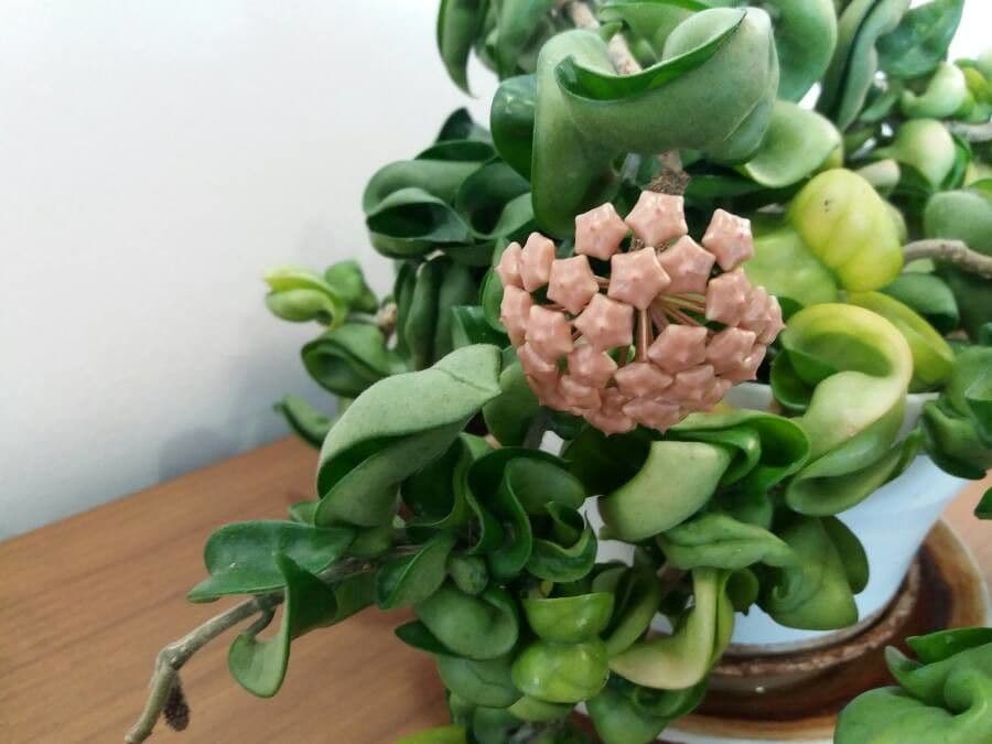 Wachblume 8