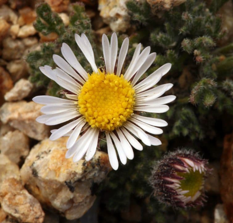 Erigeron composto 2