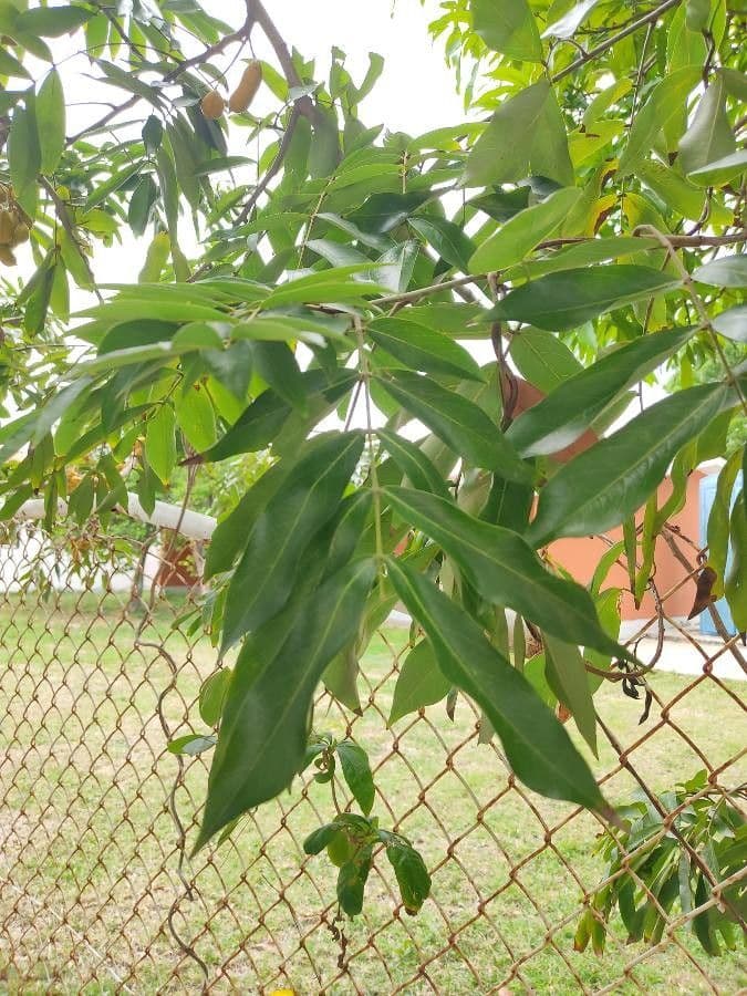 Swartzia cubana 2