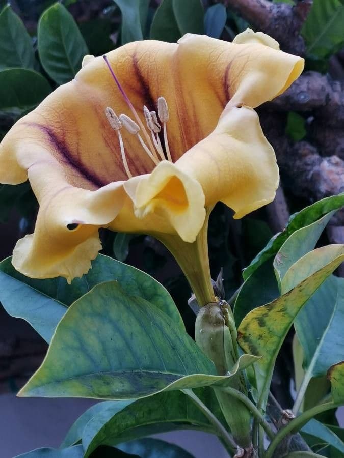 Solandra grandiflora 3
