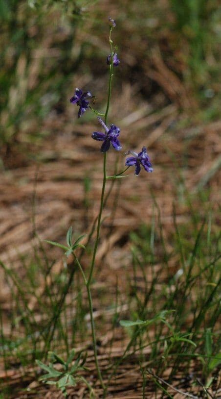 Speronella snella 3