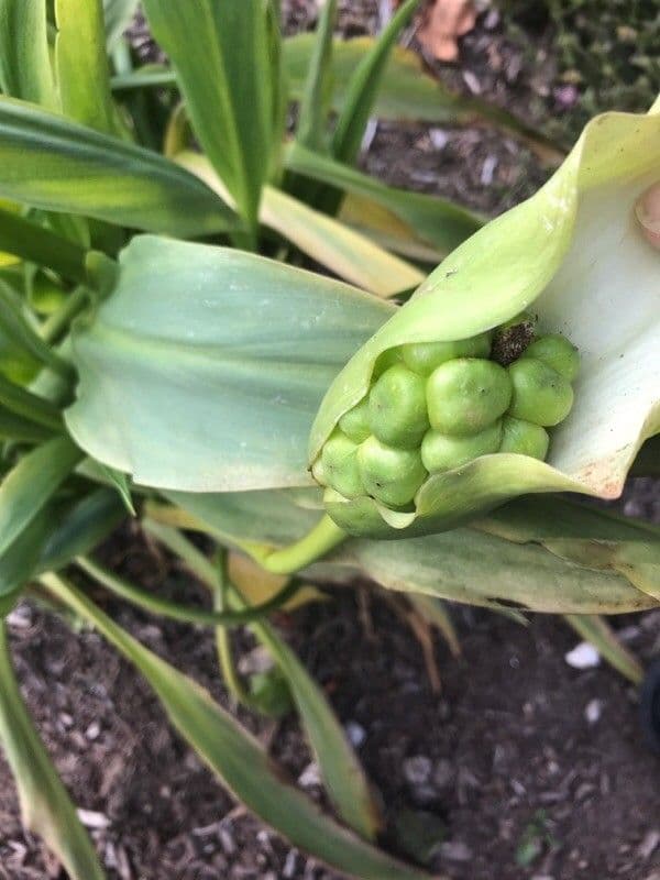Ceratostigma