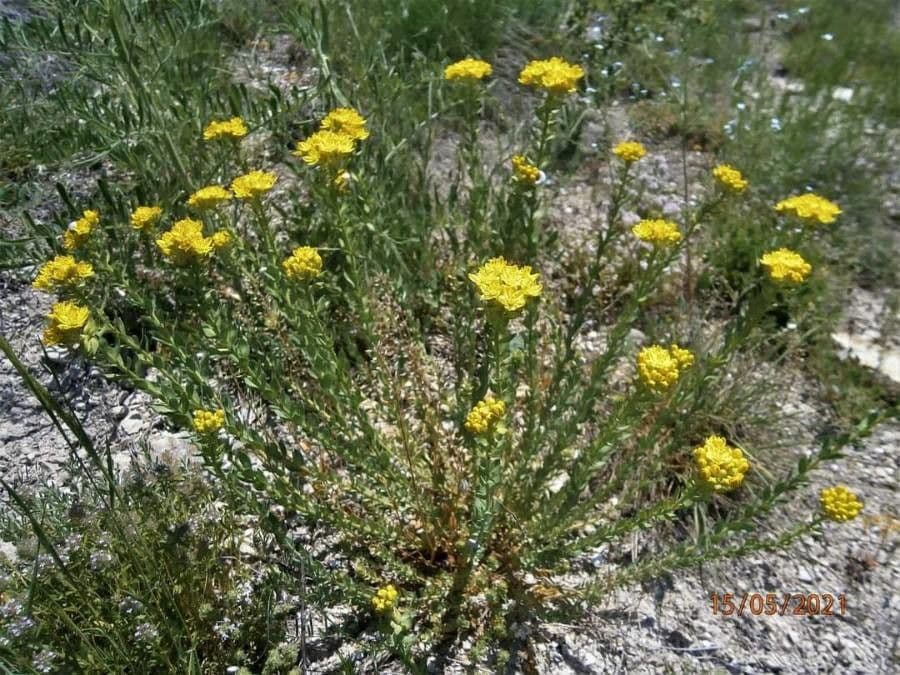Haplophyllum 3