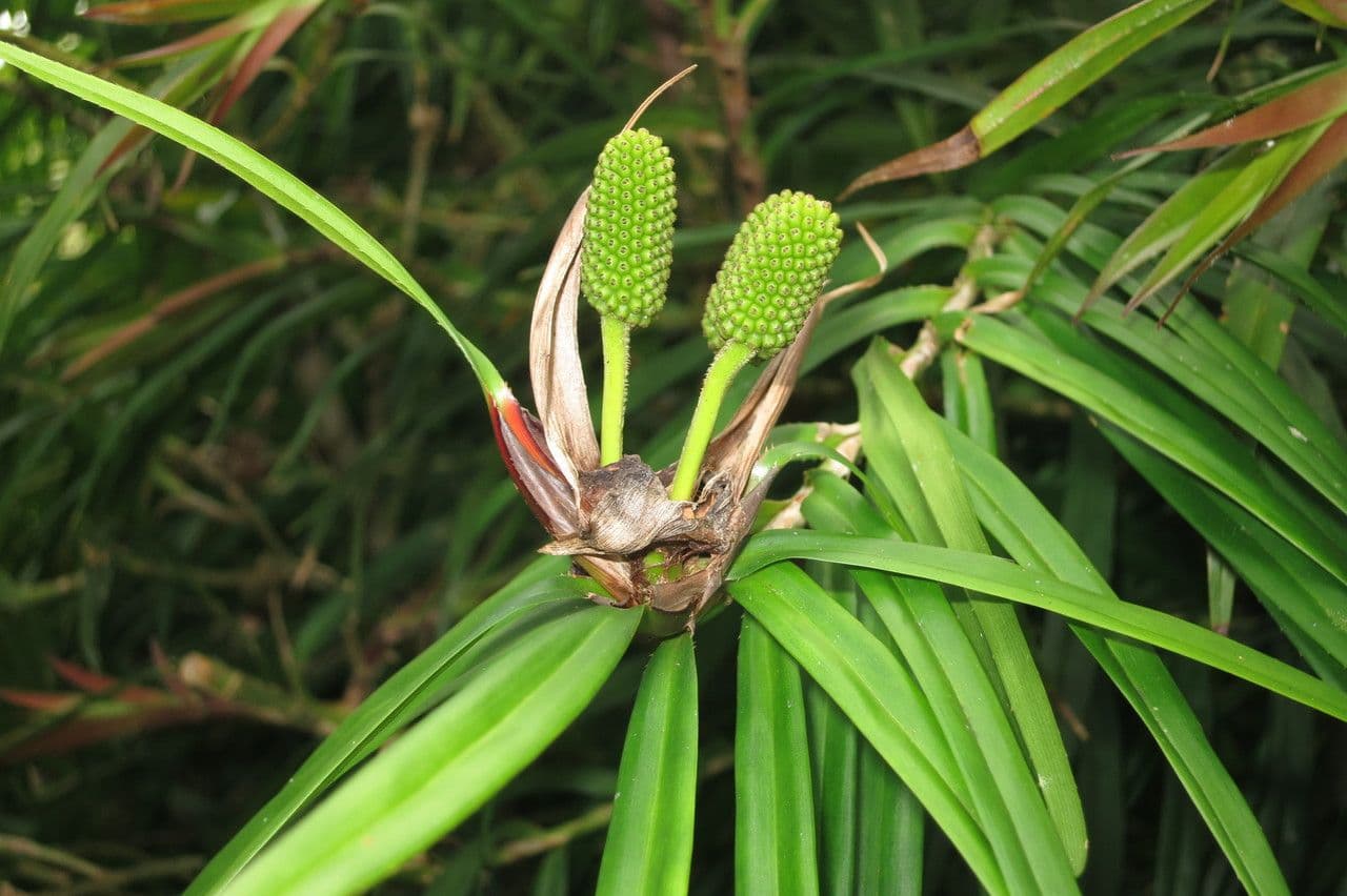Freycinetia 18