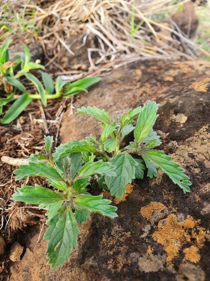 Chasmanthium 8