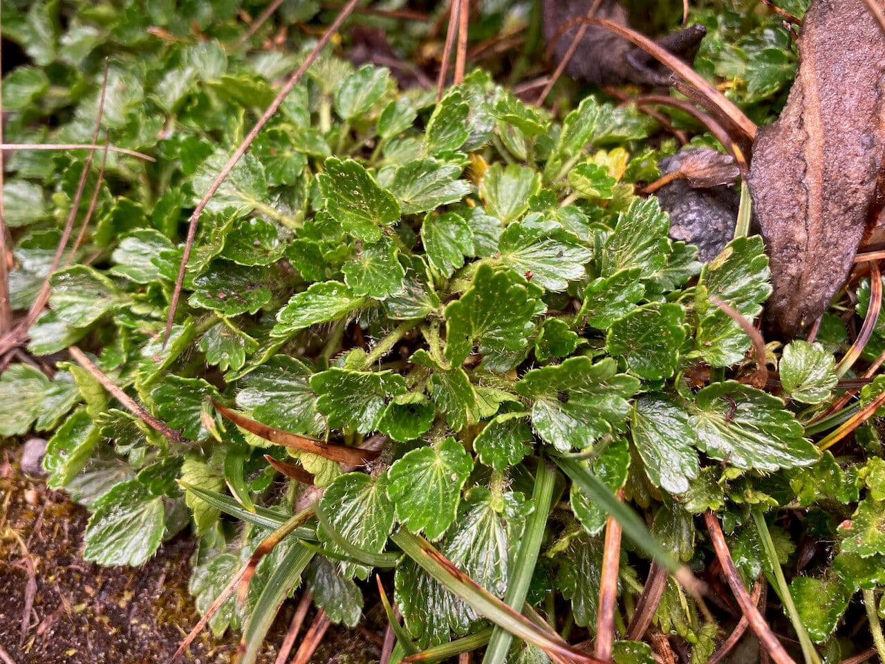 Azorella crenata 8