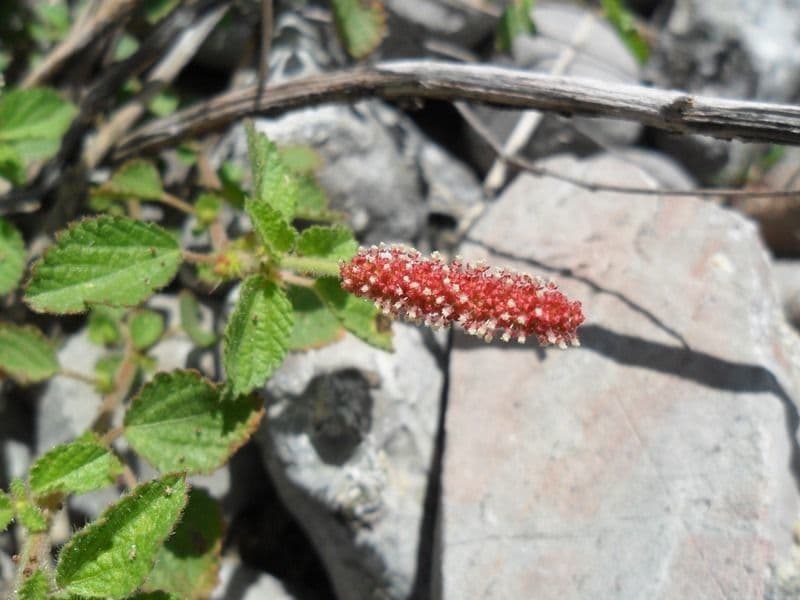 Acalypha monostachya 2