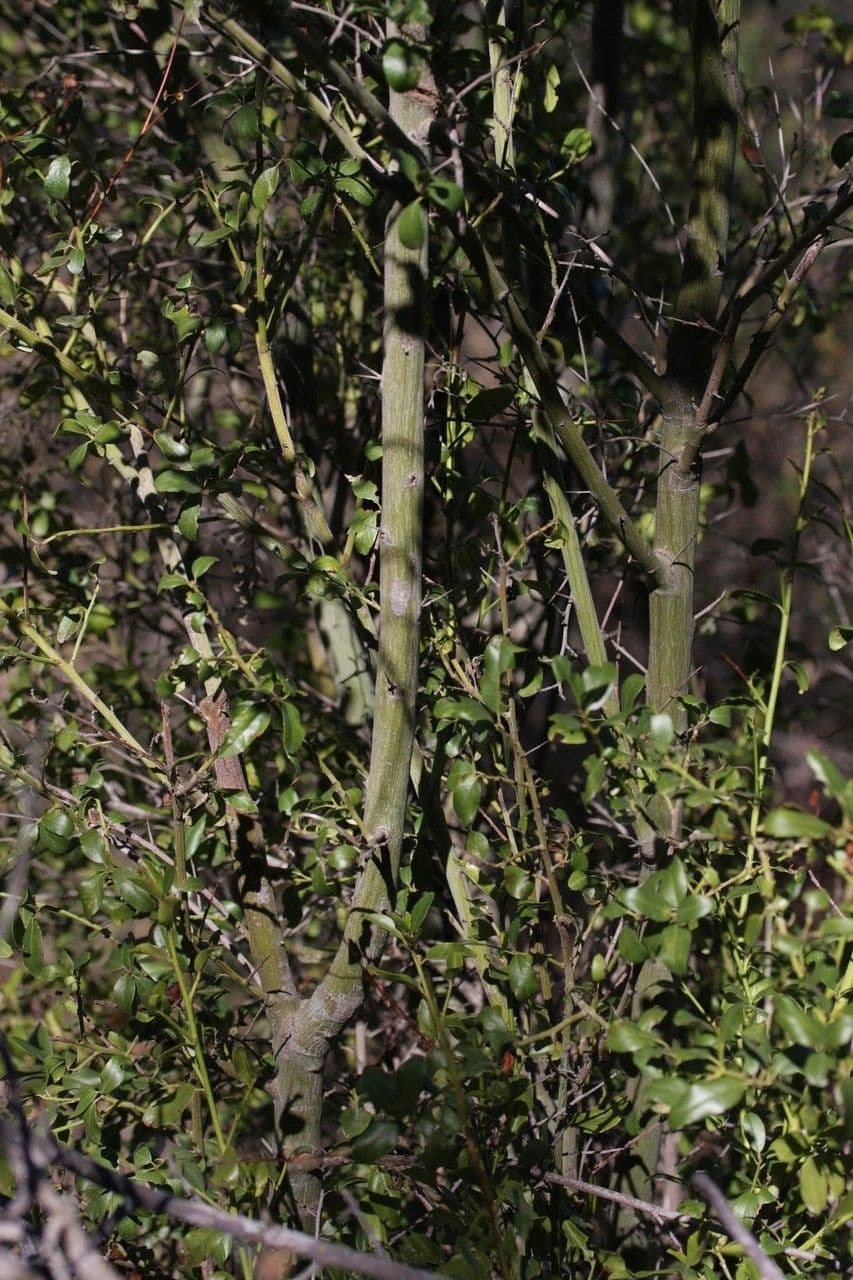 Dorniger Ceanothus 9