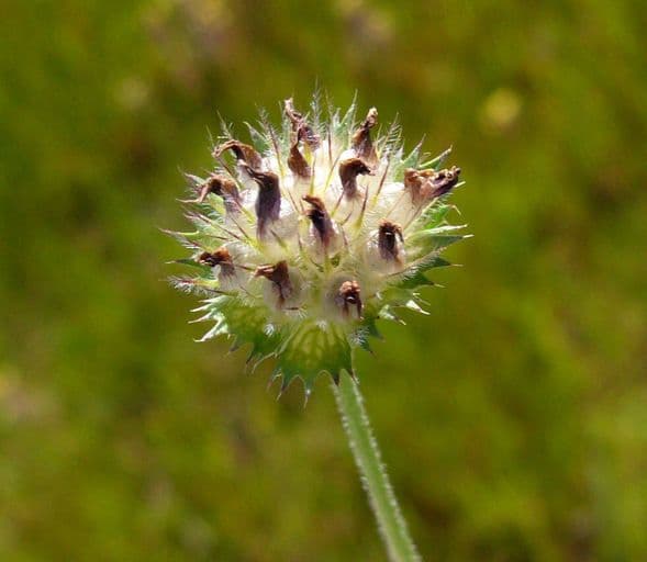 Trifoglio 6