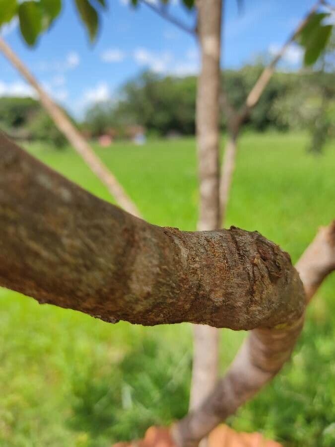 Magnolia acuminata 25