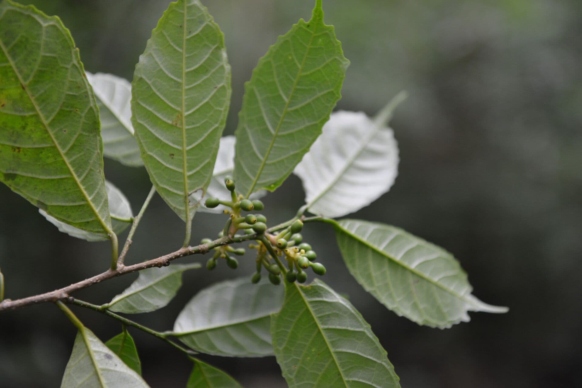 Sorocea trophoides 10