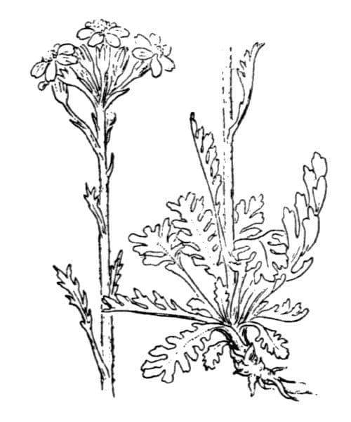 Senecio grigio 27