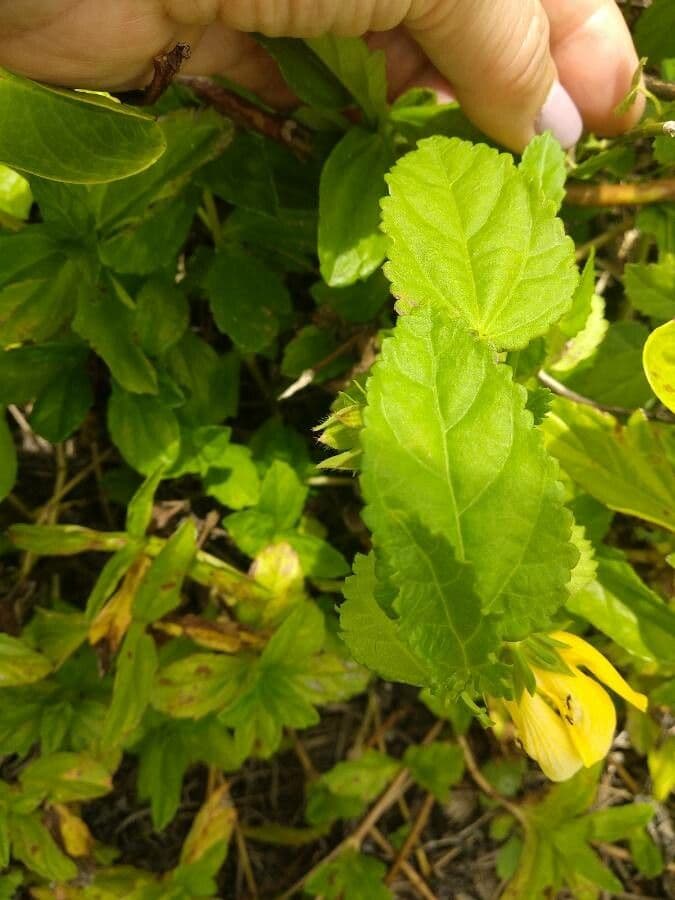 Pavonia spinosa 7