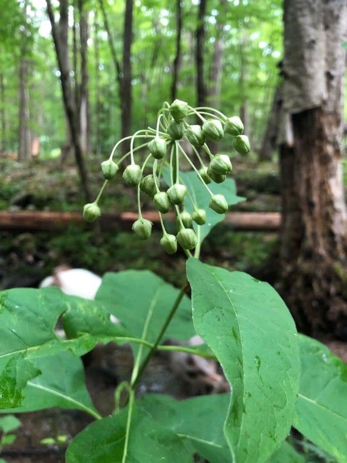 Algodonera