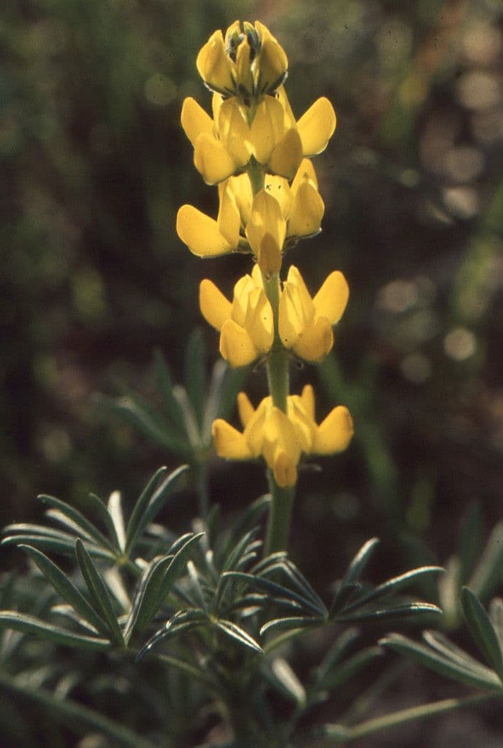 Gelbe Lupine 24
