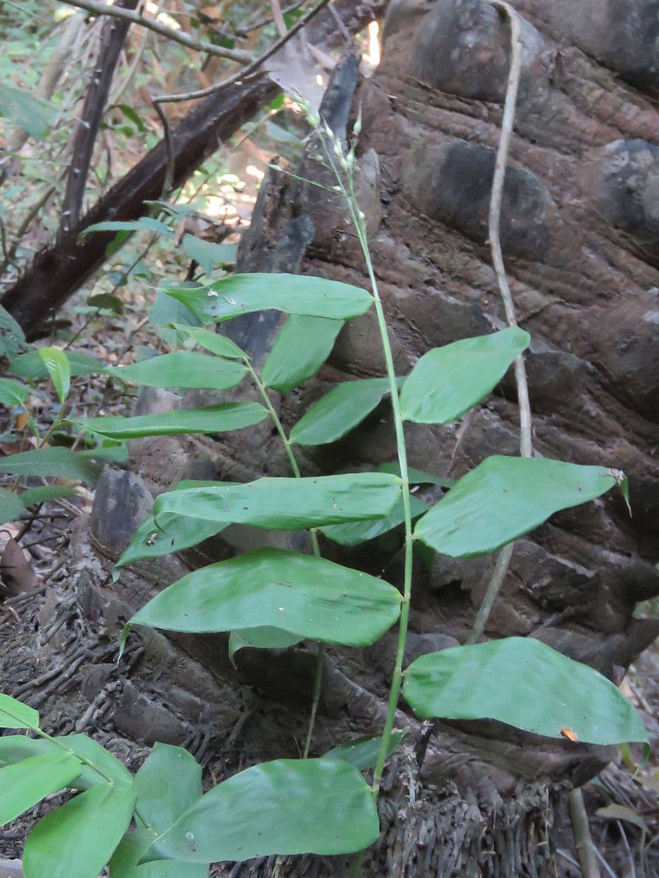 Olyra latifolia 13