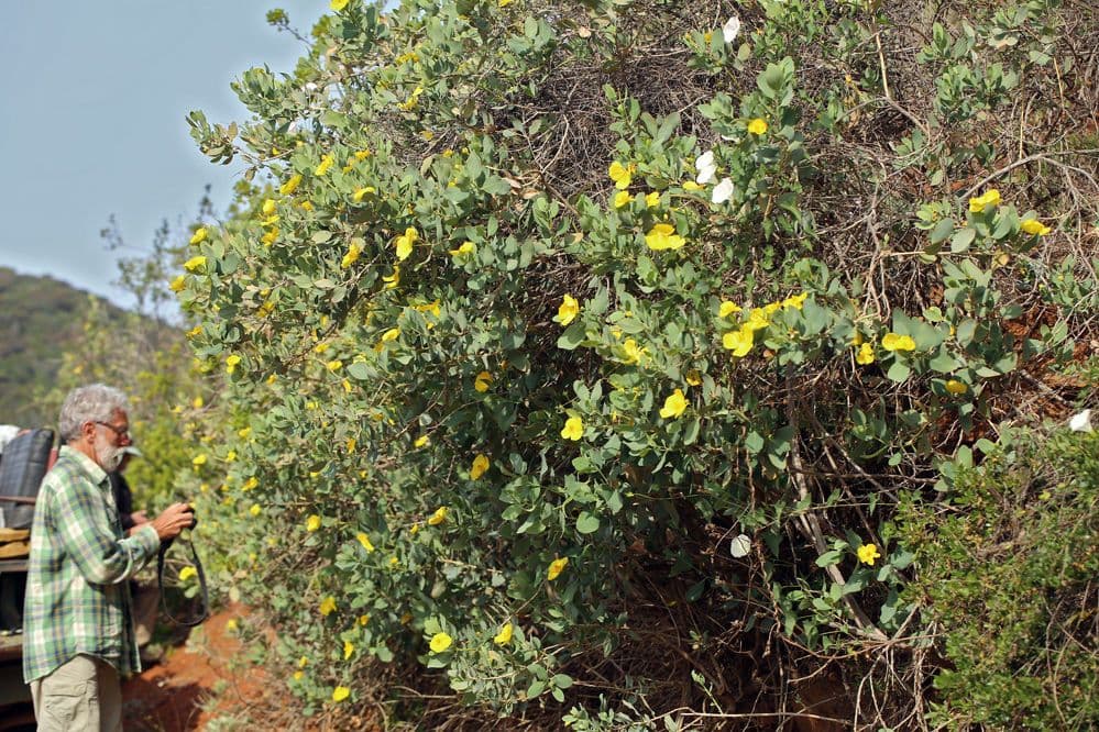 Dendromecon 7