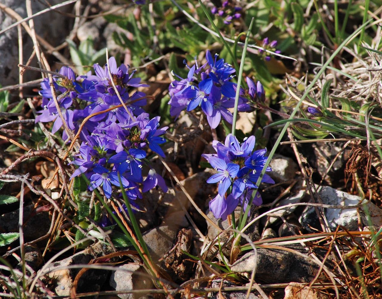 Veronica prostrata 11