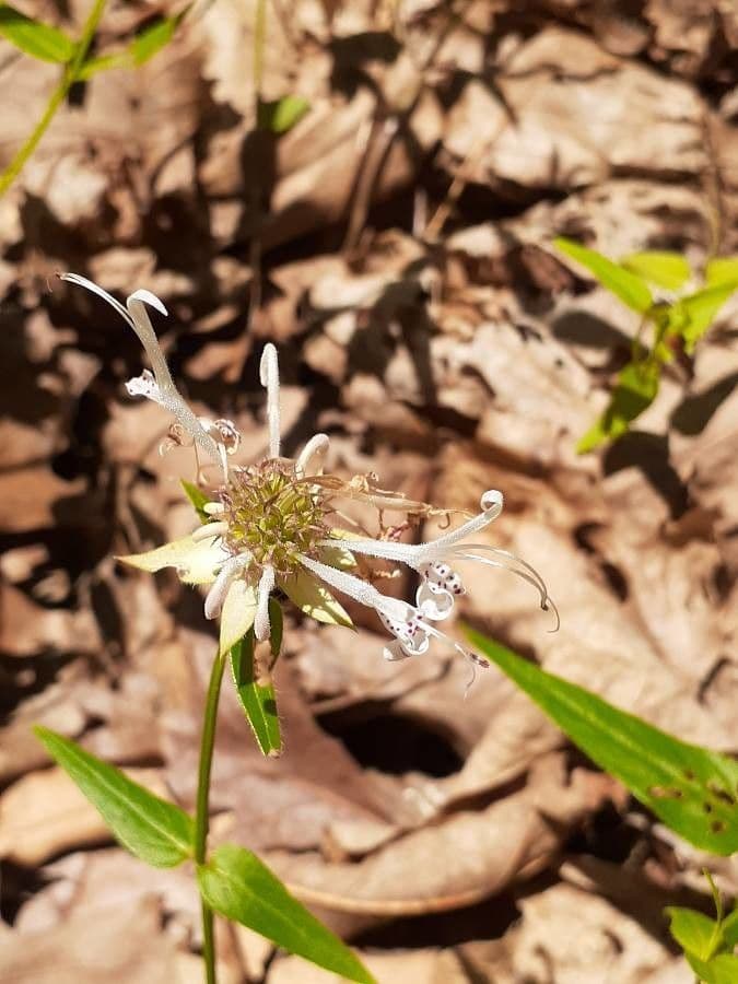 Monarda basilico 4