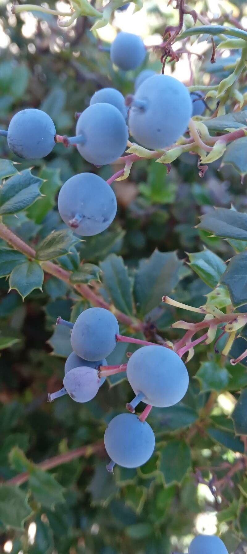 Berberis de Darwin 4