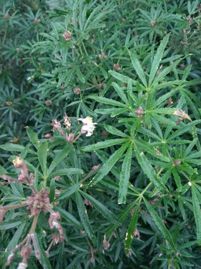 Choisya ternata 10