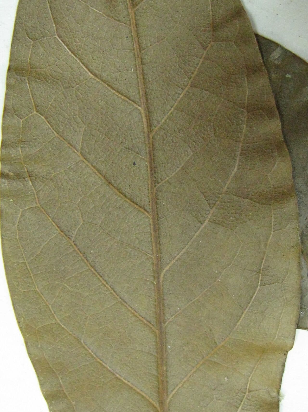 Licaria 4