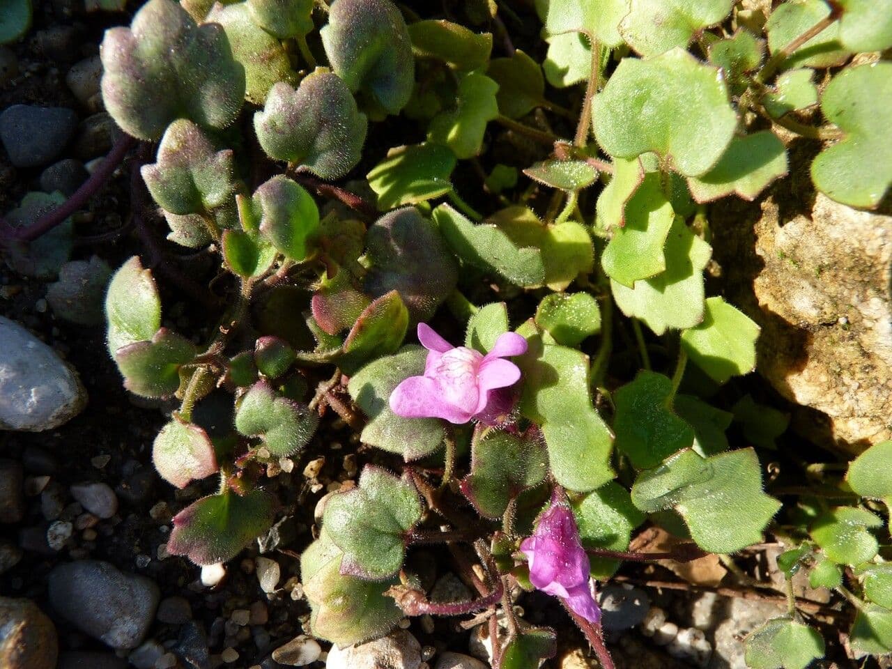 Cymbalaria pallida 14