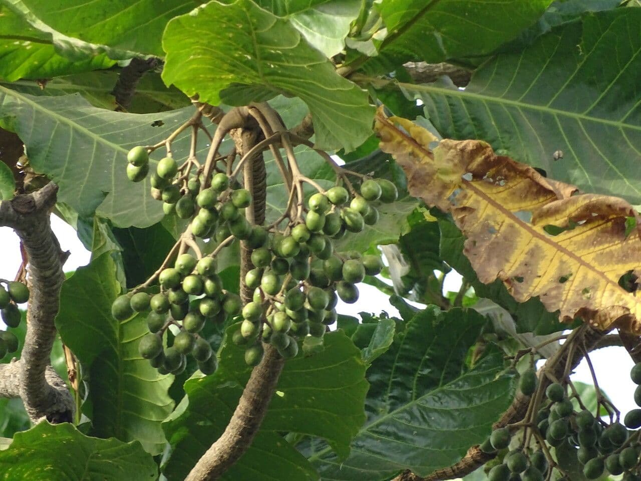 Forest big-leaf