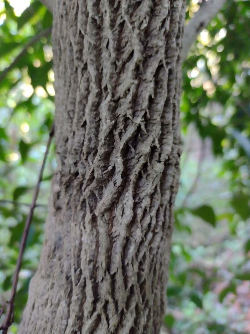 Lorbeerblättrige Trochocarpa 9