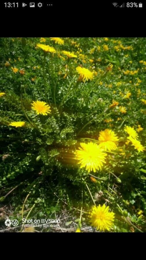 Hyoseris radiata 6