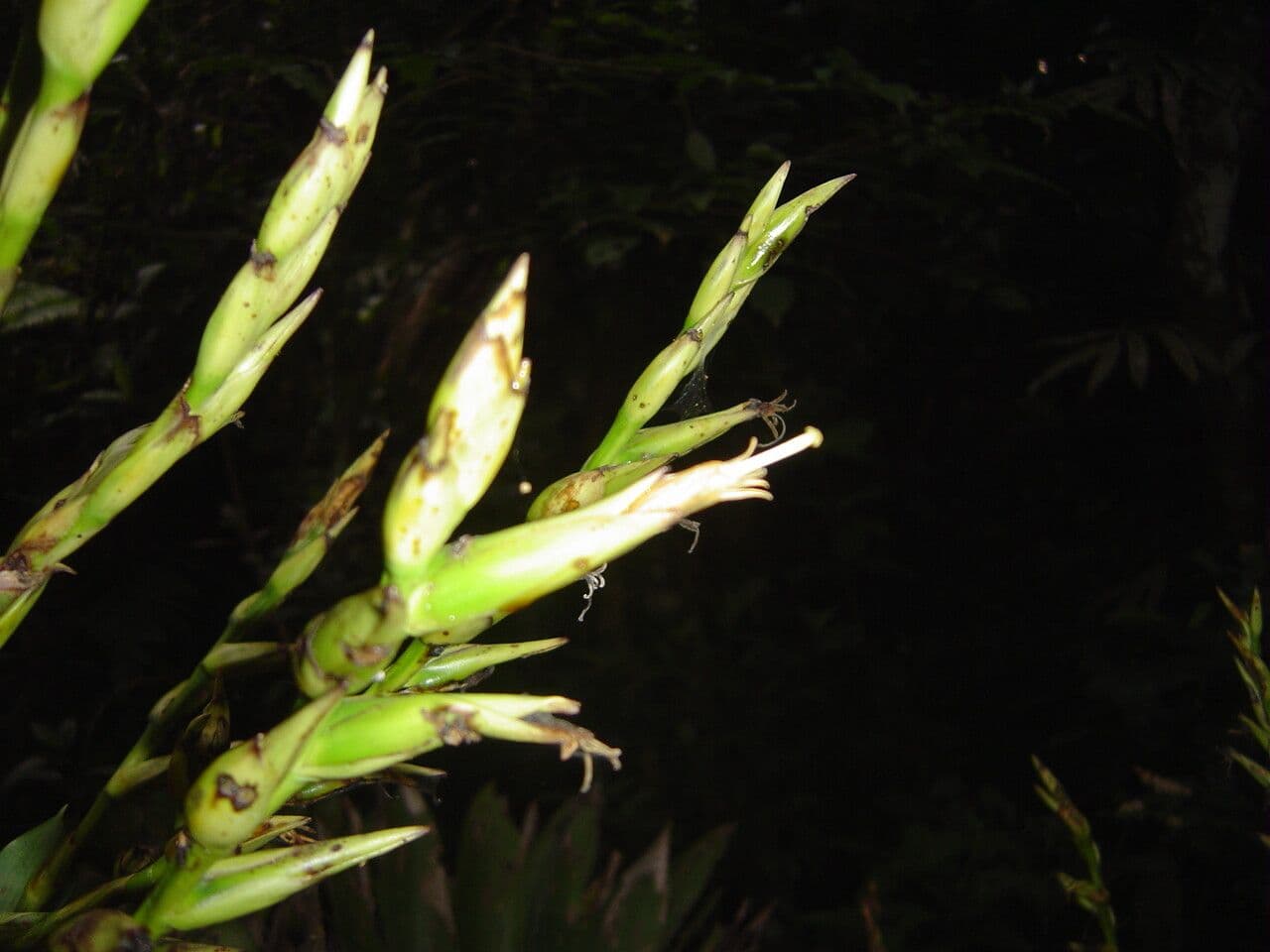 Vriesea 11