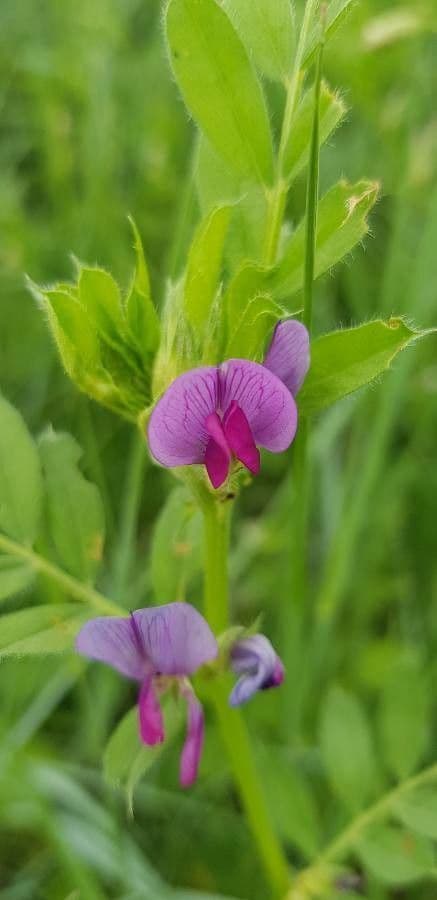 Cicerchia pelosa 6