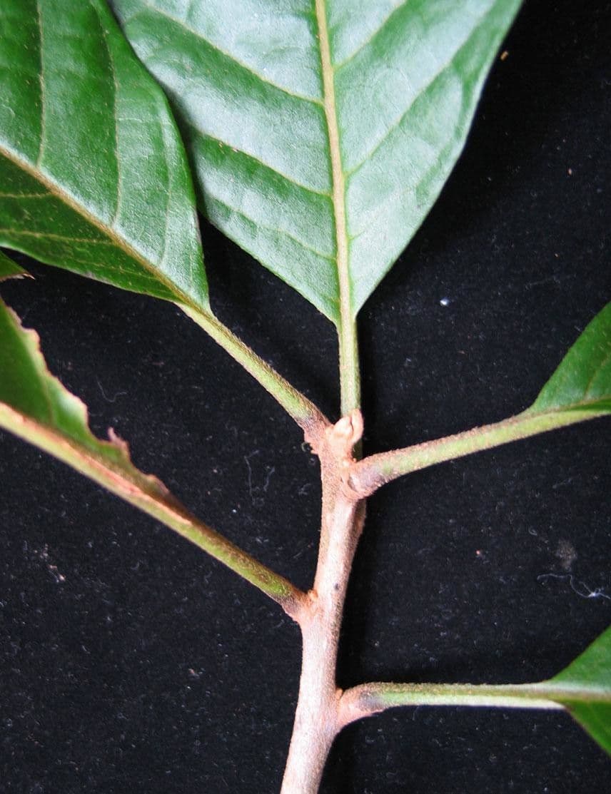 Meliosma 10